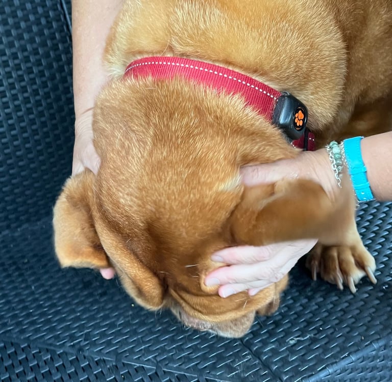 Step 3: massaging a dog's ear base to loosen debris