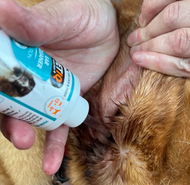 Step 2: Carefully applying Ear cleaning solution into the ear canal