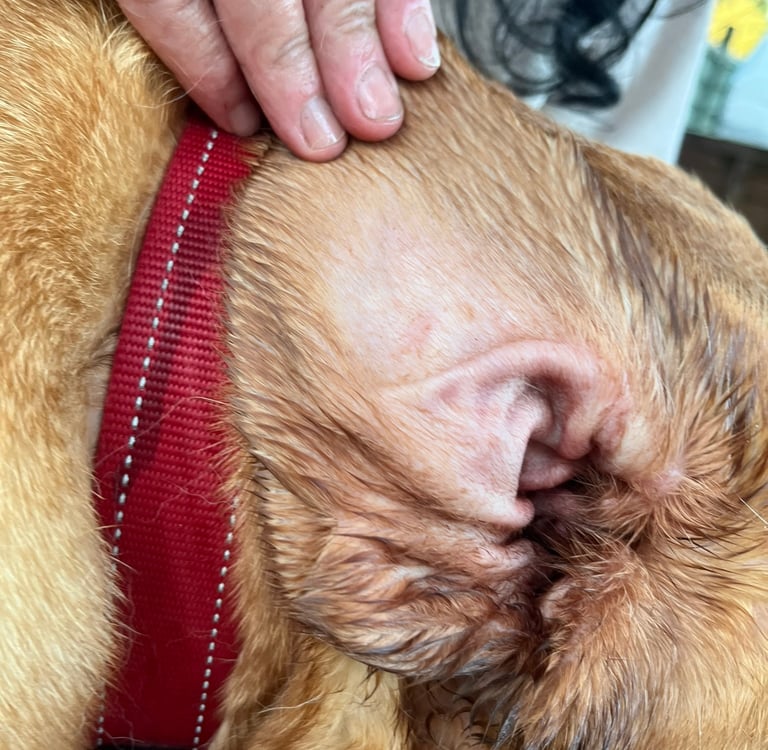 A close up of the inside of a ear.