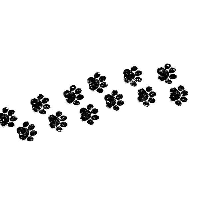 cleaned dog paws from a happy poof dog being serviced