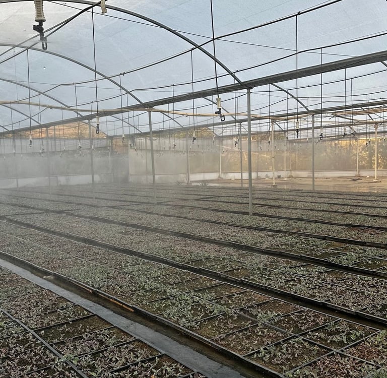 a greenhouse with a lot of plants growing inside
