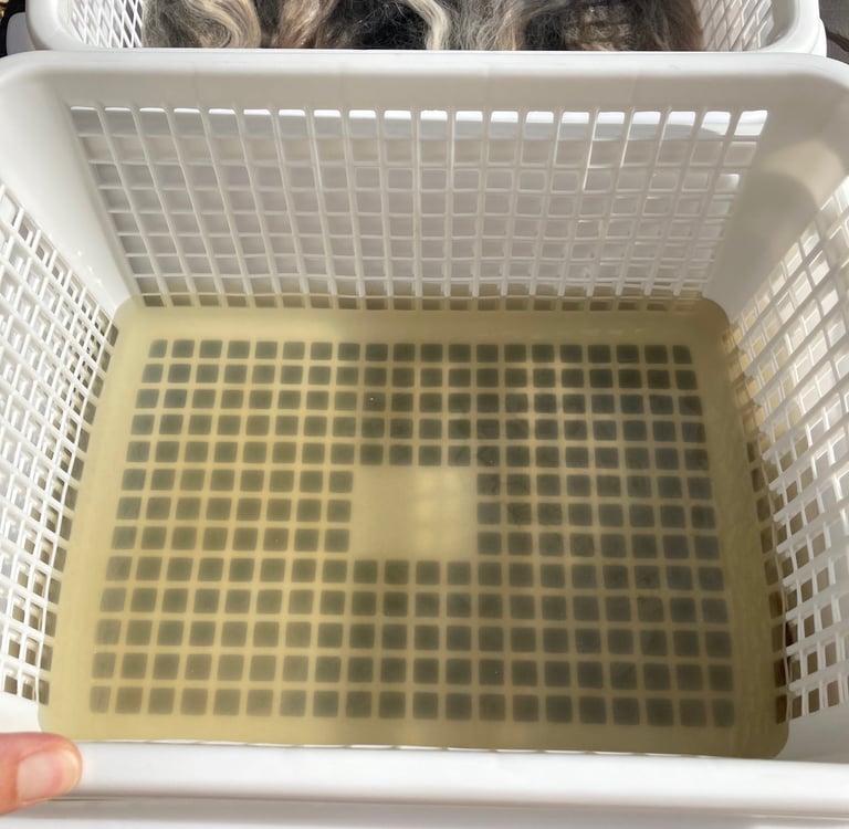 Pushing wool down into water using a plastic basket