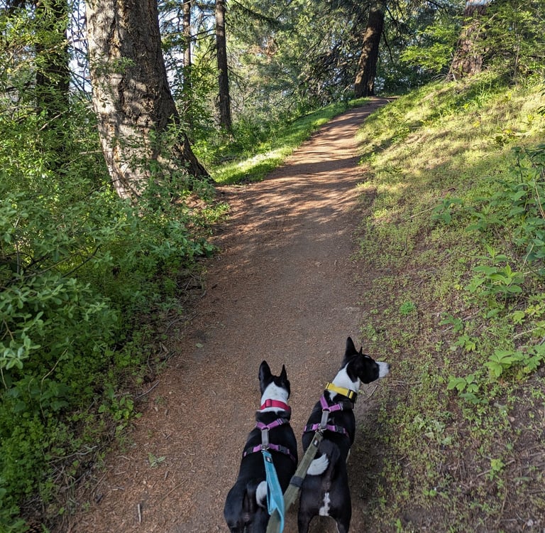 two happy dogs walking in the woods with a professional dog walker