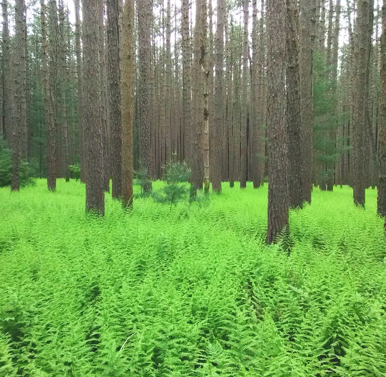 Forest With No Clear Path Forward