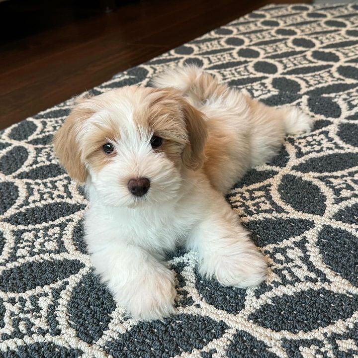 Henri Lying on the floor