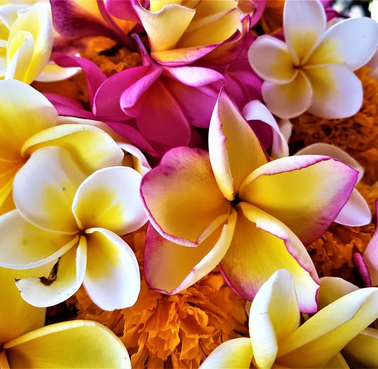 kwiaty frangipani