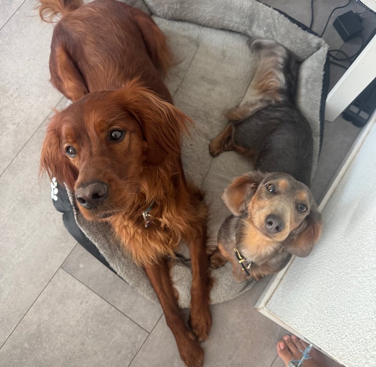 setter irlandais irish setter teckel panier