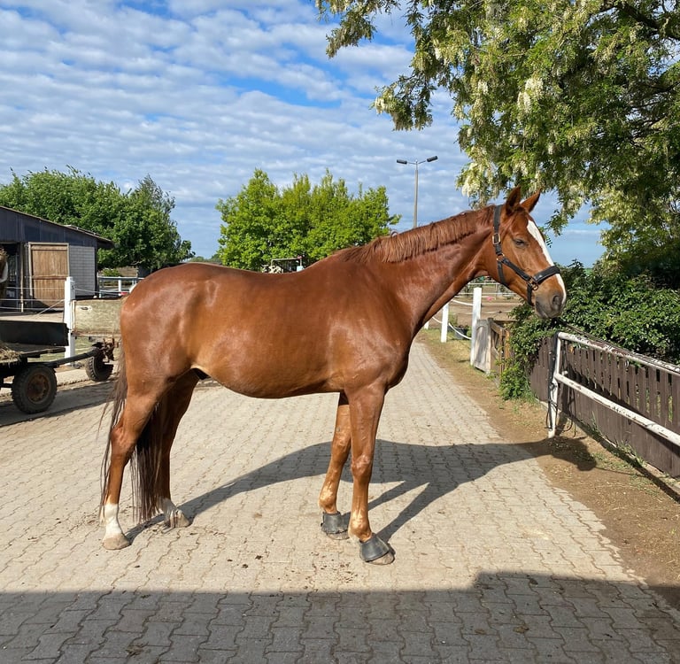 Bild von Beniro (Pferd)