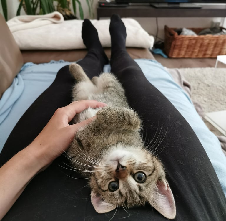 Bild von Deku (Katze)