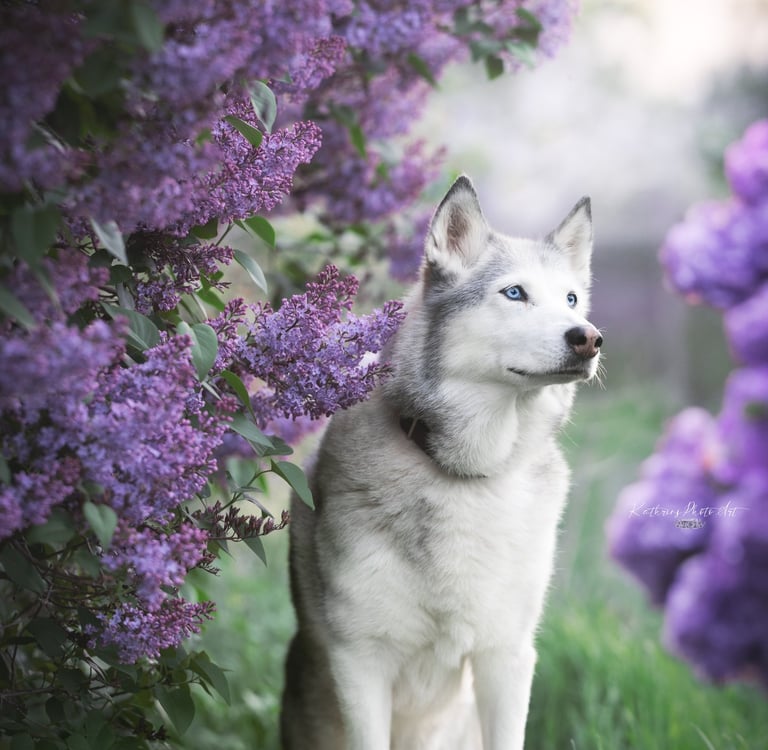 Bild von Maya (Hund)