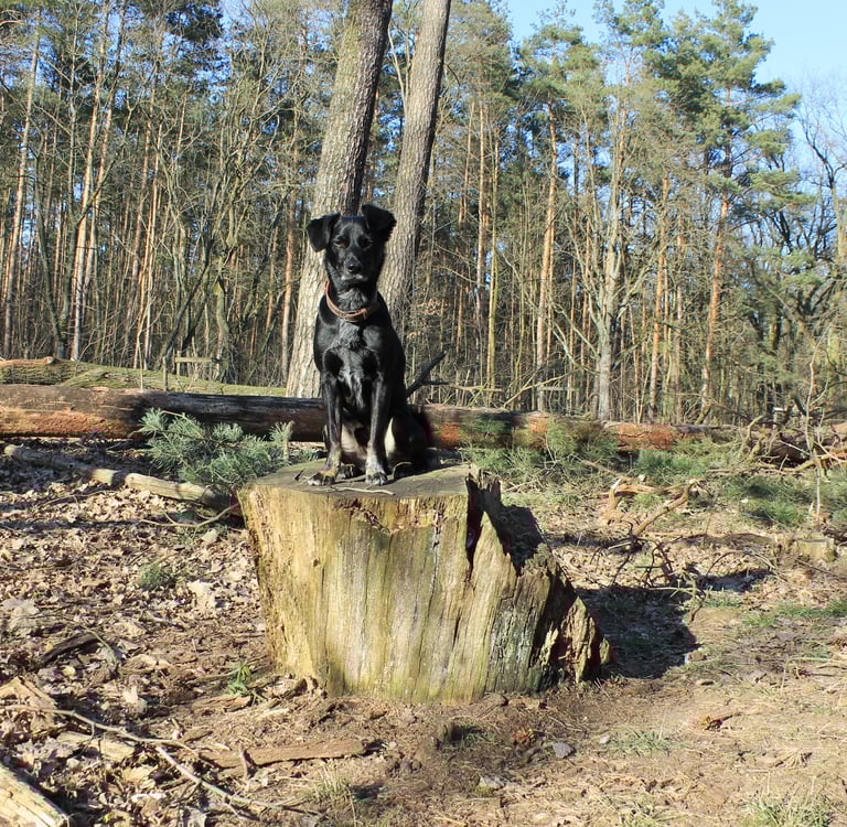 Bild von Yolo (Hund)