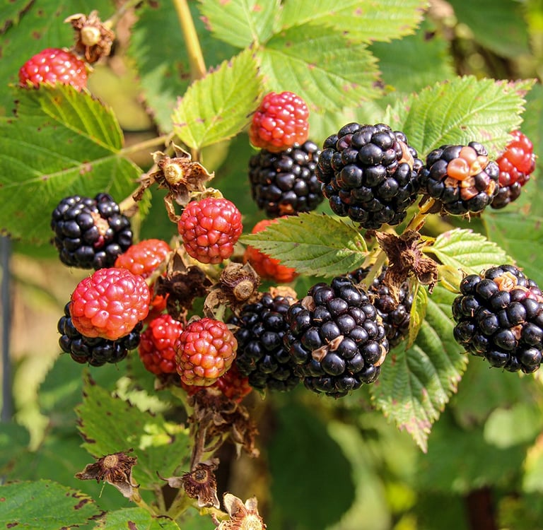 rode en paarse bramen in struik