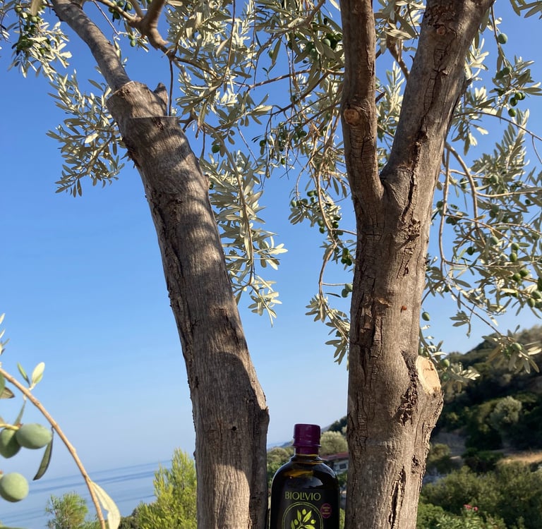 une bouteille d'huile d'olive bio dans un arbre