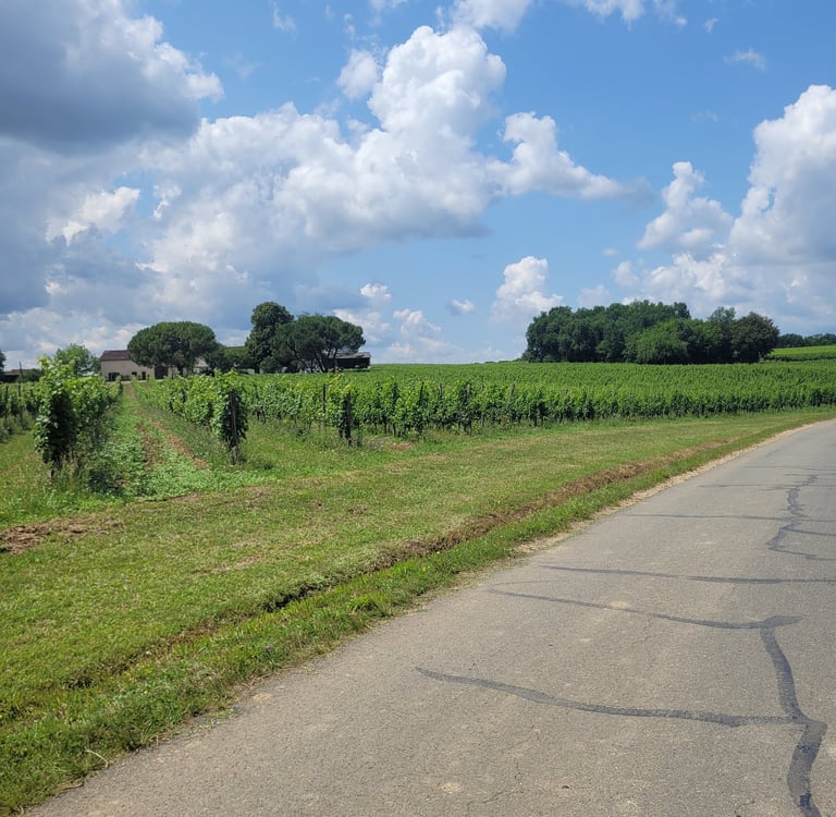 Rangs de vignes du Château Hostin Le Roc