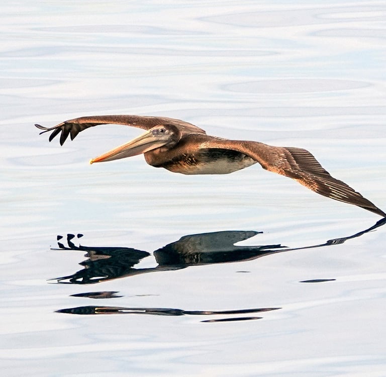 Brown pelican gliding inches above glassy water, one wingtip dipping into the surface.