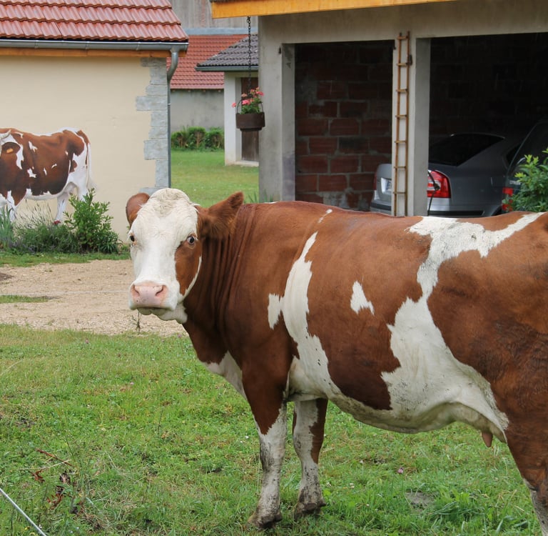 Tête à tête entre une vrai vache et une autre en trompe-l'oeil peint sur une façade
