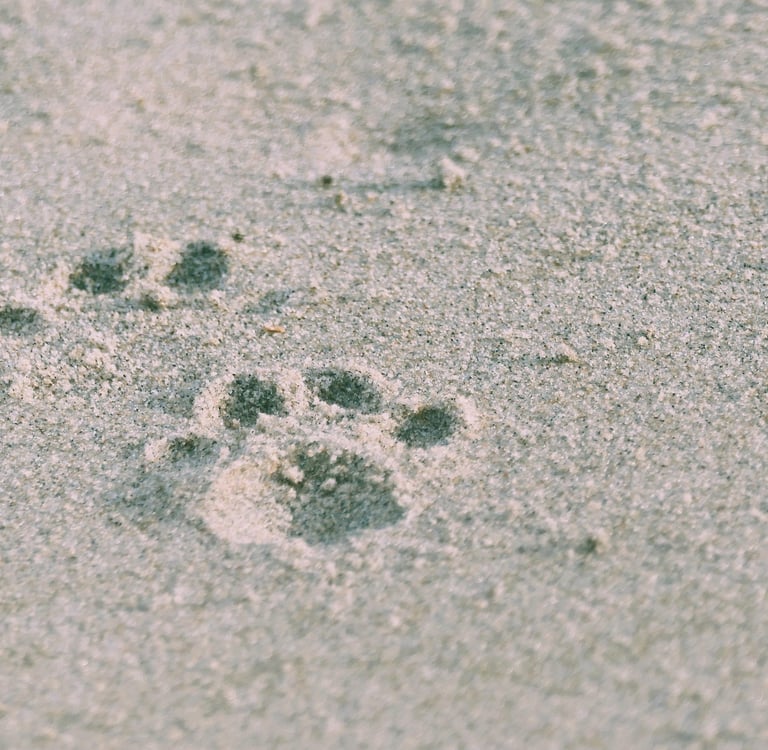 Cat paw prints in the sand at the beach.