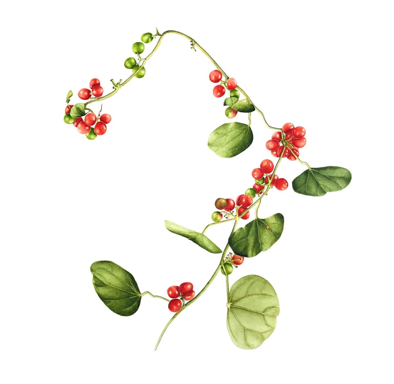 Cocculus carolinus (L.) DC. Moonseed Family Texas native