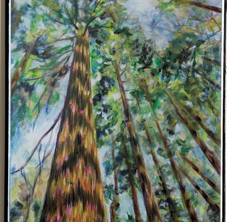 Giant Sequoias Tops as seen from the ground