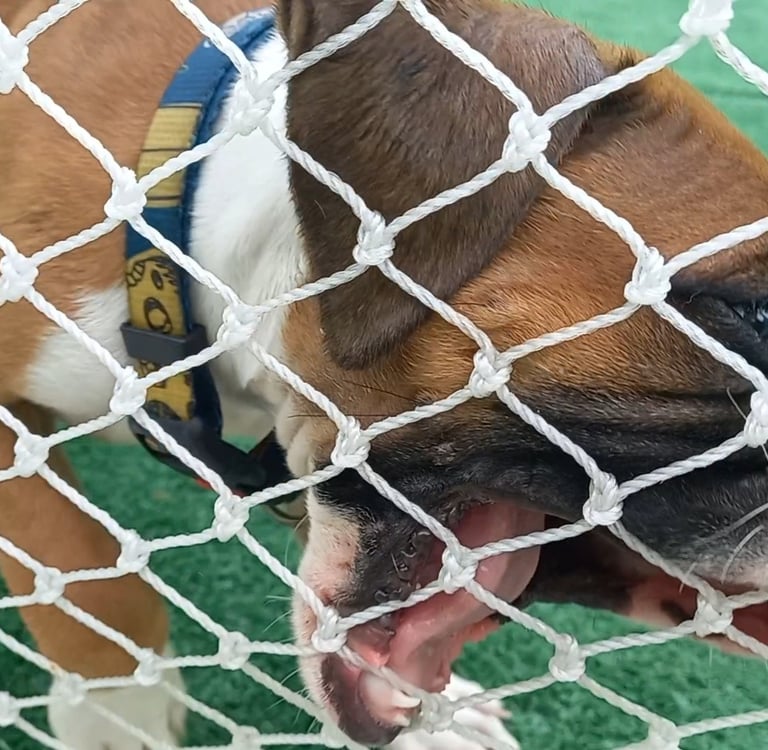 cachorro mordendo tela de proteção