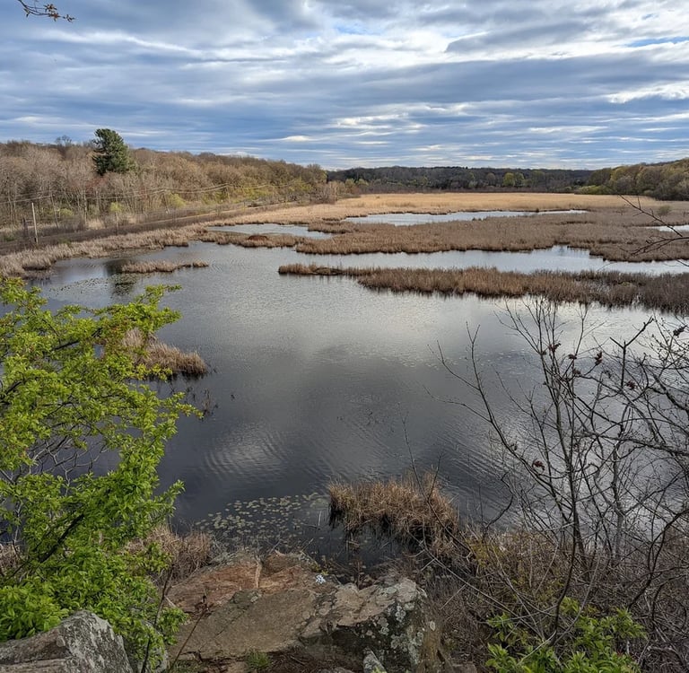 Scenic landscape of a calm marsh wetland surrounded by a lush forest under a cloudy sky.