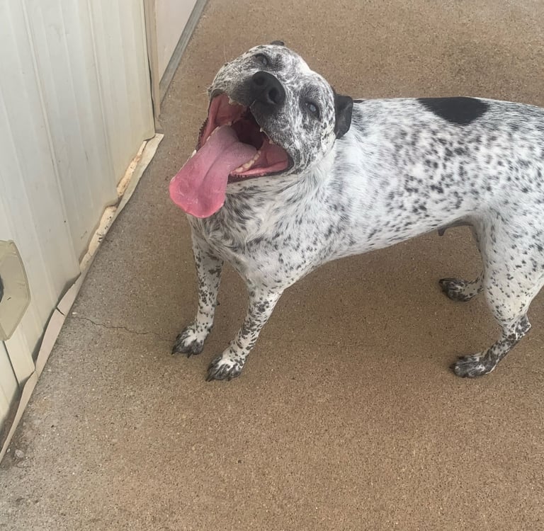heeler
