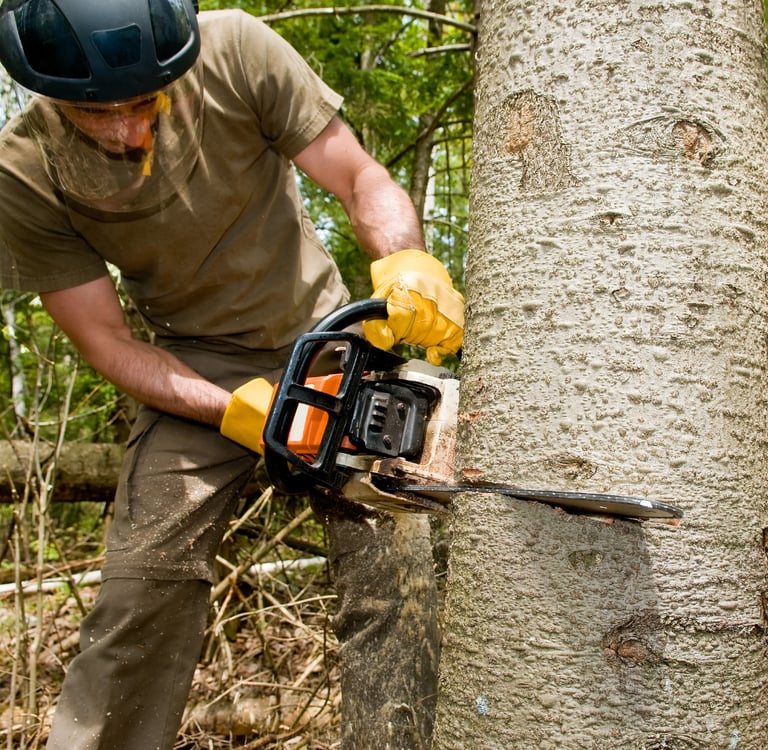 chainsaw cutting tree