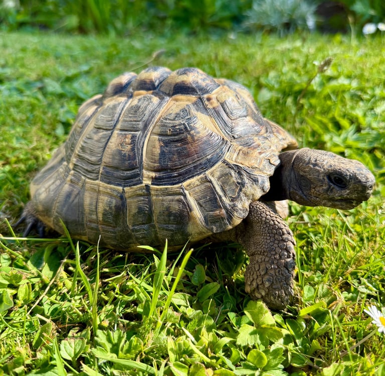 Tom the Tortoise