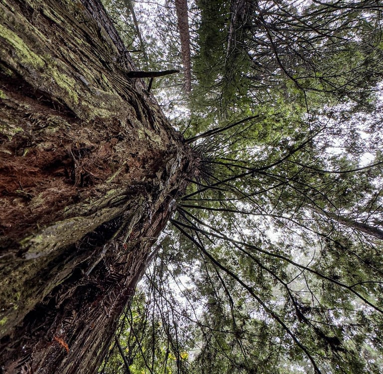 Avenue of the Giants California