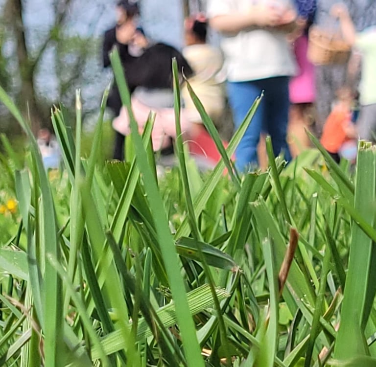Closeup photo of grass during an Easter Egg Hunt at Crescent Hills Civic Association