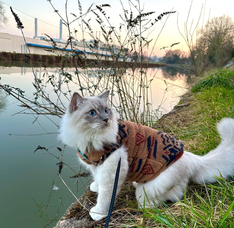 Yuko des Dolls de Mitilo