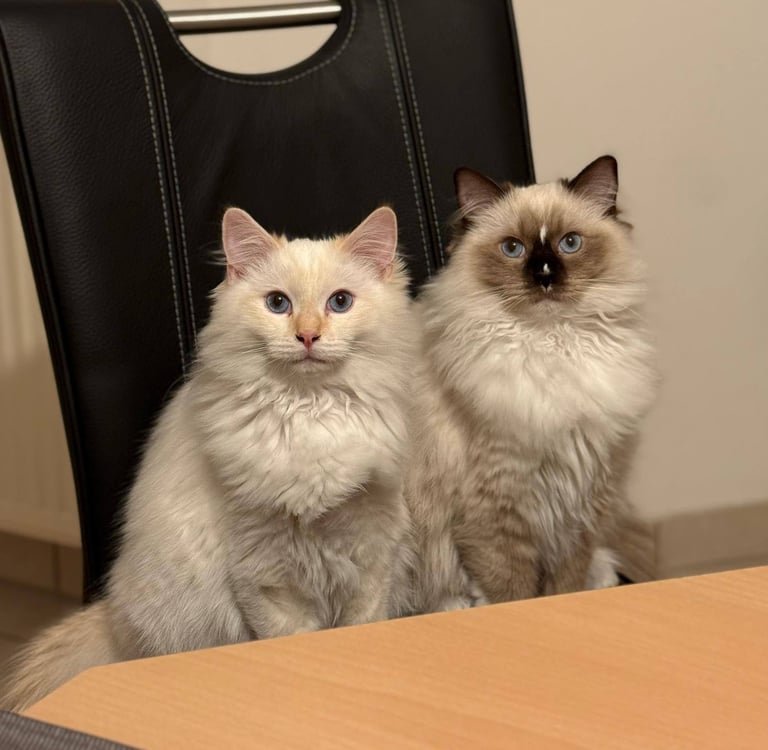 Youki & Xeno des Dolls de Mitilo