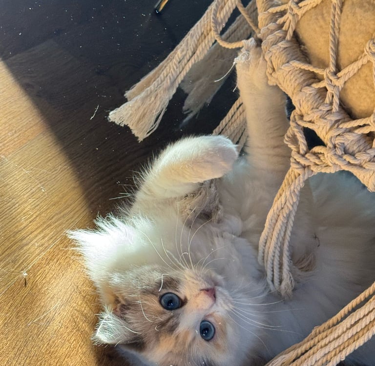 Yuki des Dolls de Mitilo