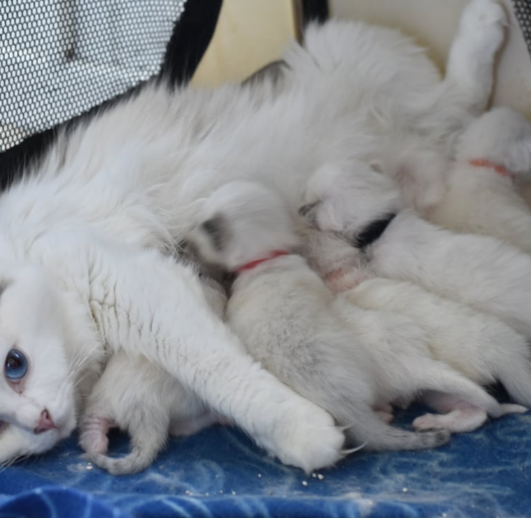 Turquoise des Dolls de Mitilo