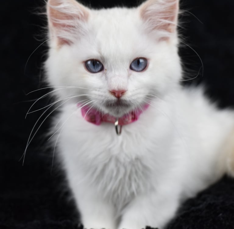 Zazu des Dolls de Mitilo