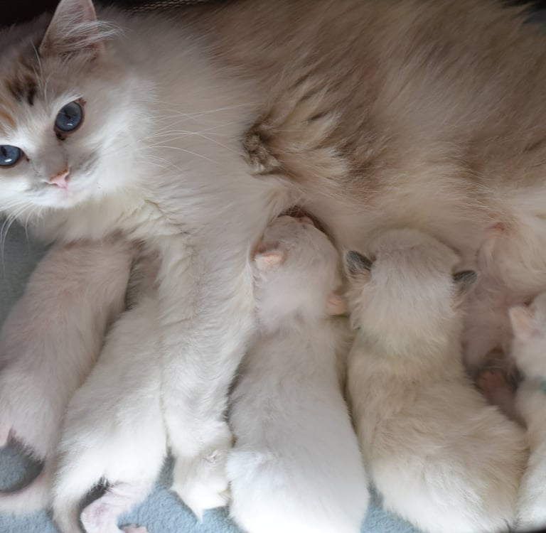 Urielle des Blink's Dolls