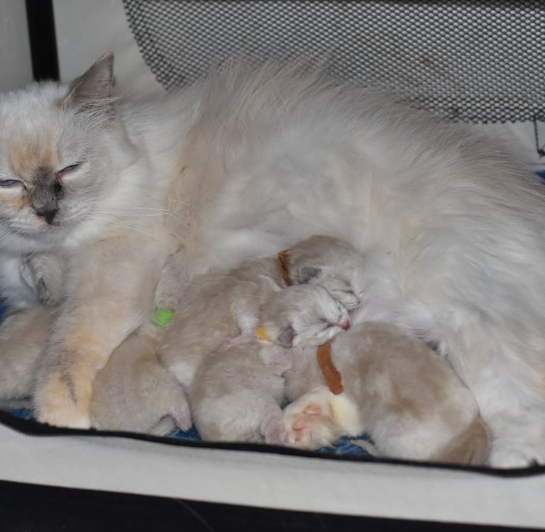 Tina ma star des Dolls de Mitilo