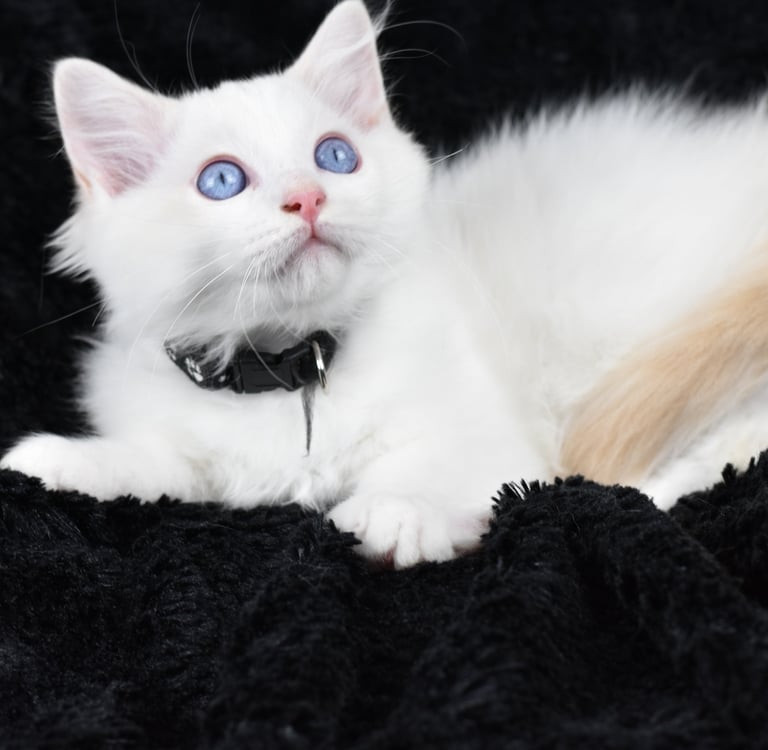 Zizou des Dolls de Mitilo