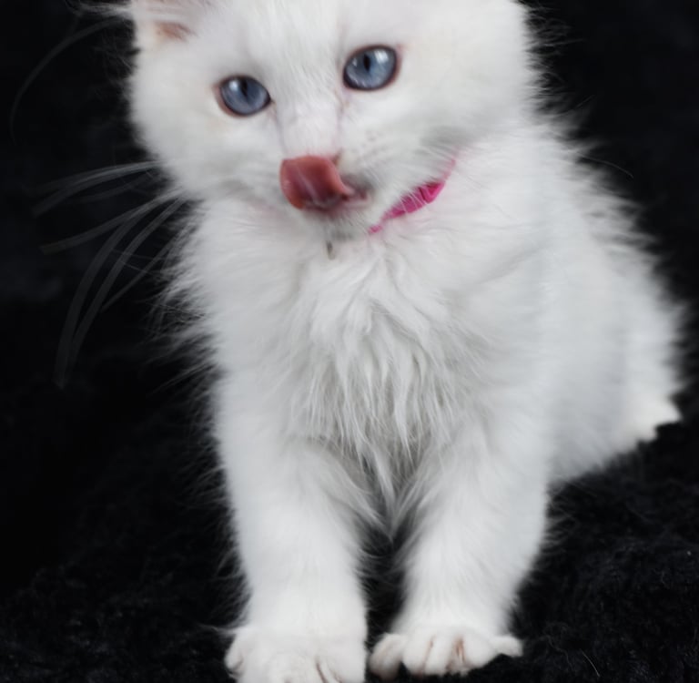 Zazu des Dolls de Mitilo