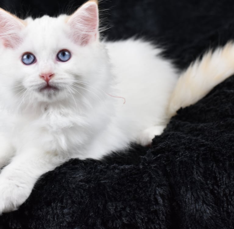 Willoo des Dolls de Mitilo