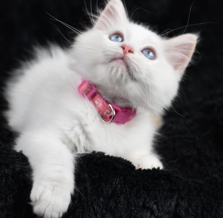 Zazu des Dolls de Mitilo