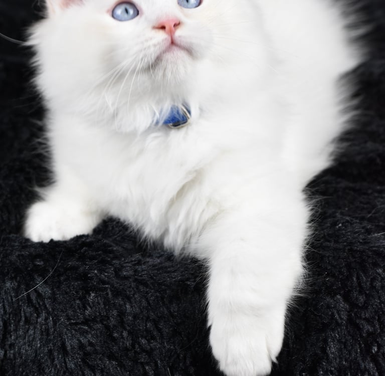 Zachary des Dolls de Mitilo