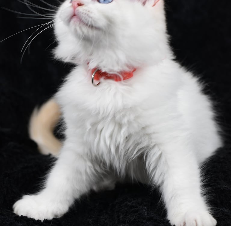 Willoo des Dolls de Mitilo