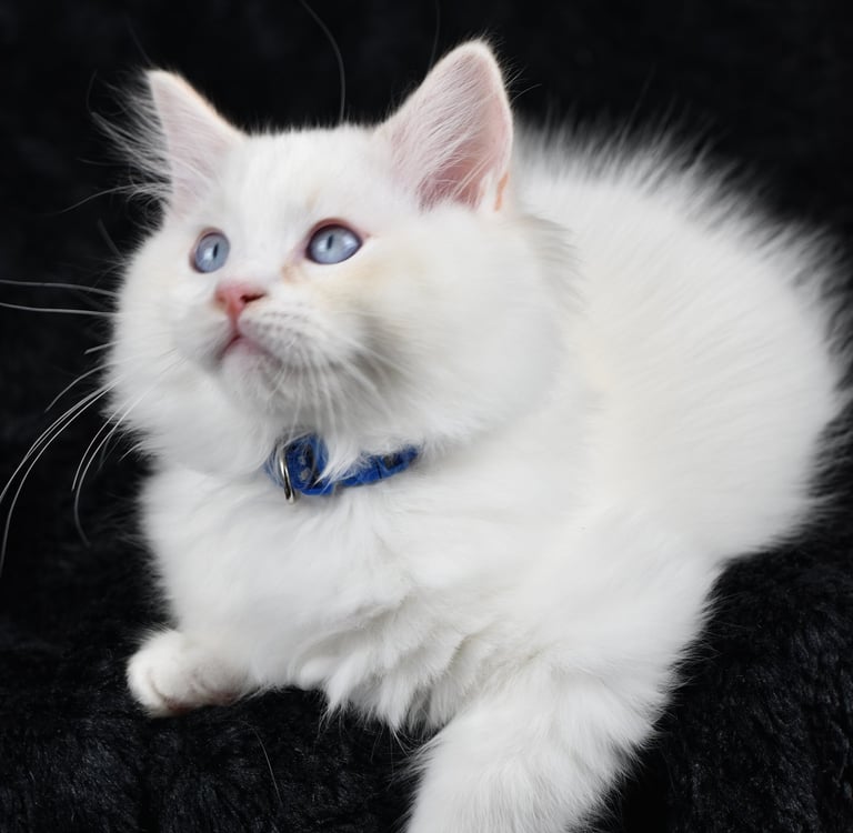 Zachary des Dolls de Mitilo