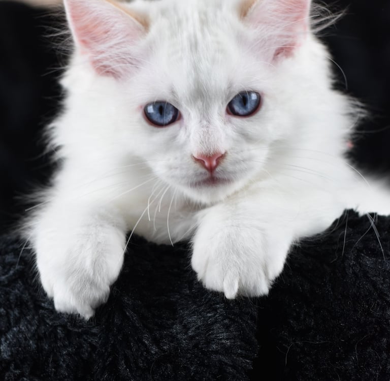 Willoo des Dolls de Mitilo