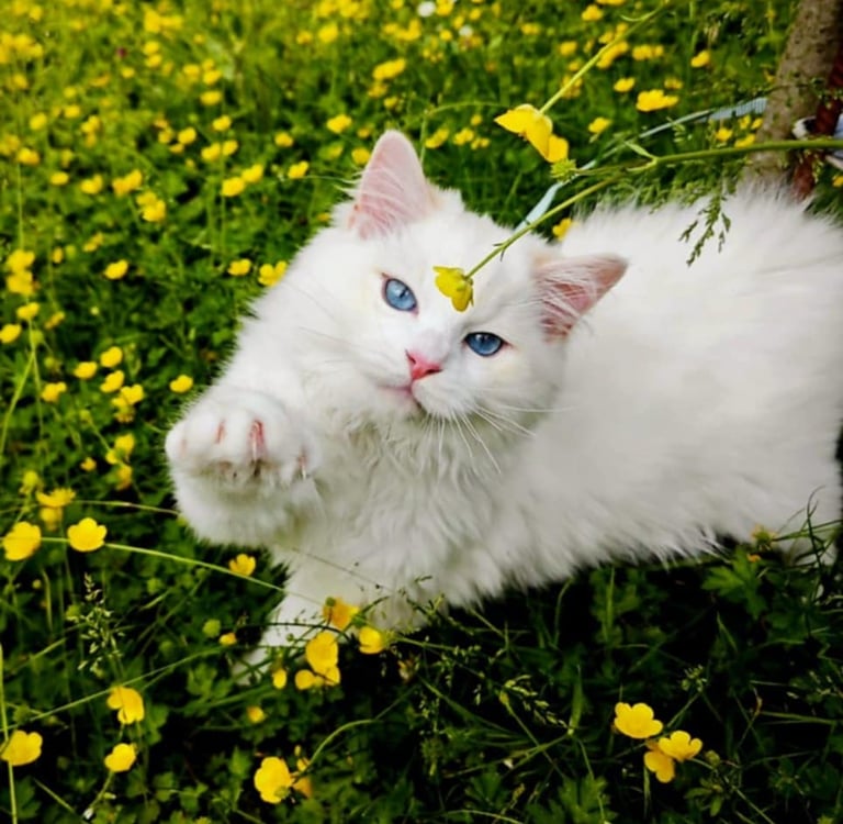 Arthur des Dolls de Mitilo