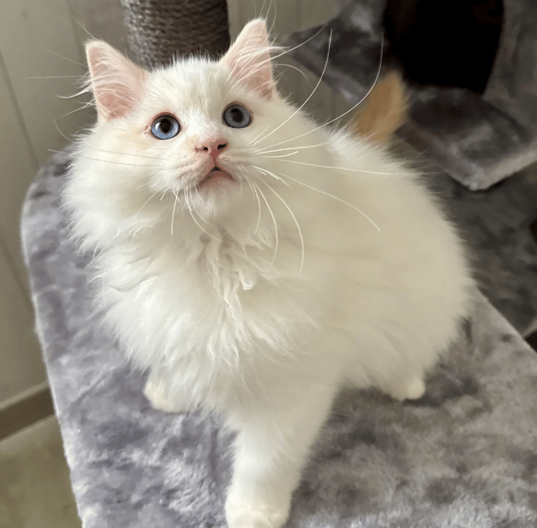 Austin des Dolls de Mitilo