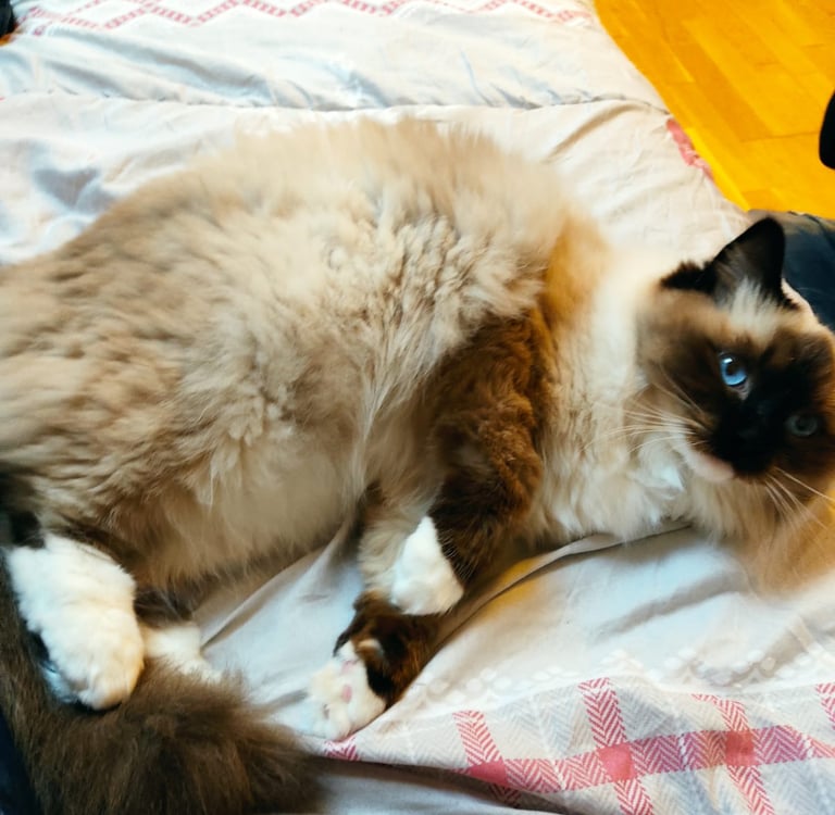 Uoomy des Dolls de Mitilo