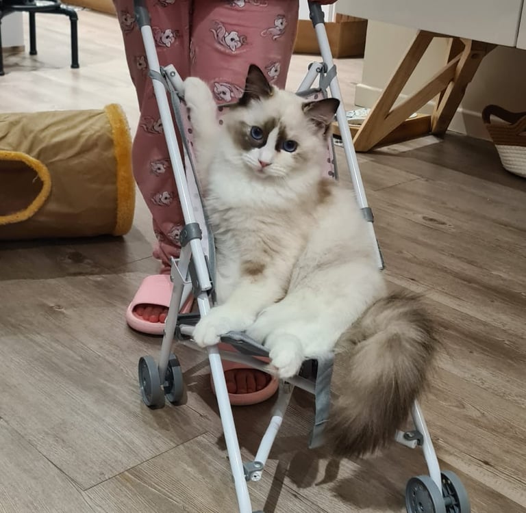 Valentine (Plume) des Dolls de Mitilo