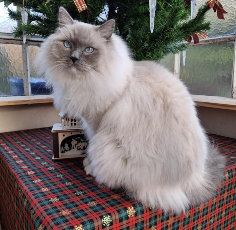 Usty des Dolls de Mitilo